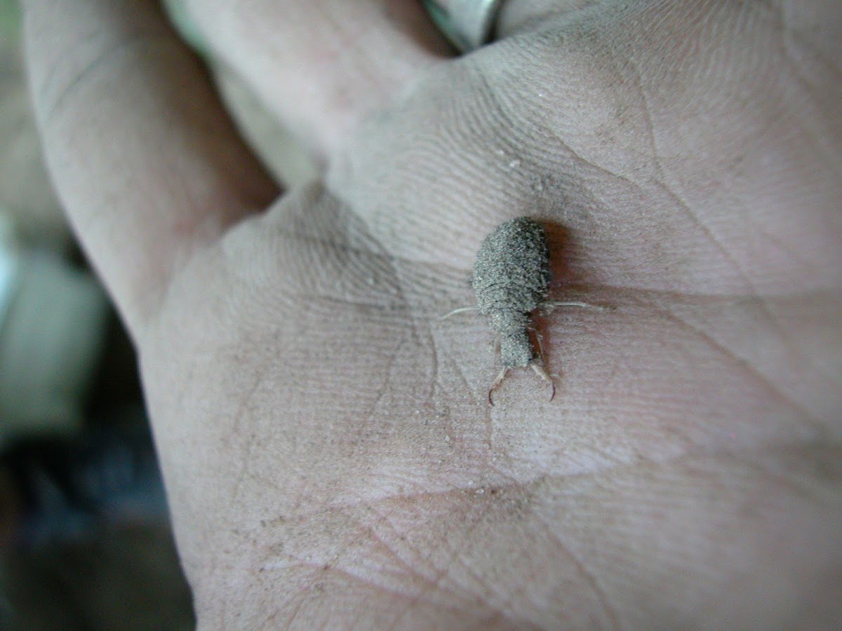 Antlion larva