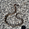 Texas rat snake