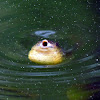 American Bullfrog (tadpole)