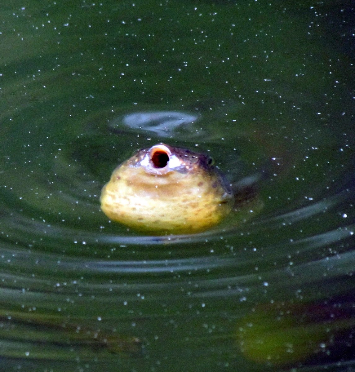 American Bullfrog (tadpole)