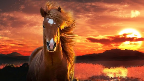 Lastest Horse Wallpaper APK for Android