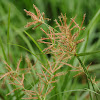 rye grass seed?