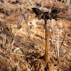 Desert fungi