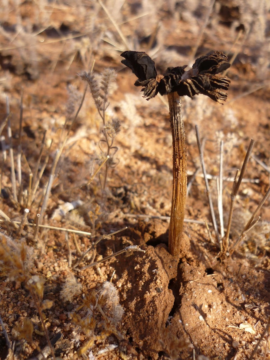 Desert fungi