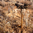 Desert fungi