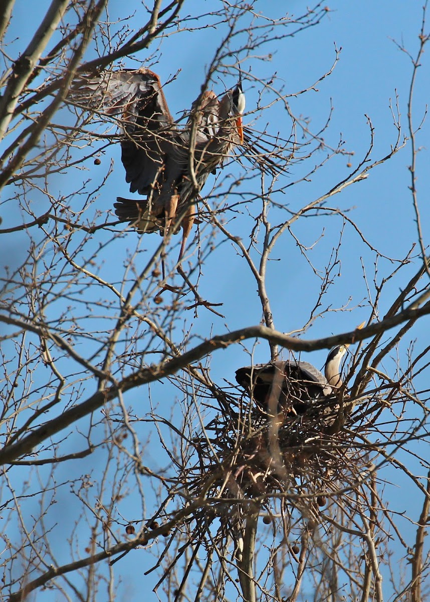 Great Blue Heron (male and female)