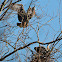 Great Blue Heron (male and female)