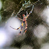 Golden Silk Orb Weaver spider