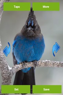 How to download Birds Wallpapers lastet apk for android