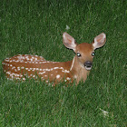 White-tailed Deer Fawn