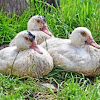 Domesticated Muscovy duck