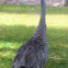 Sandhill Crane