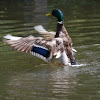 Mallard