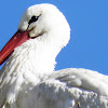 White Stork  Cegonha-branca