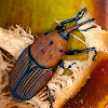 Red Palm Weevil