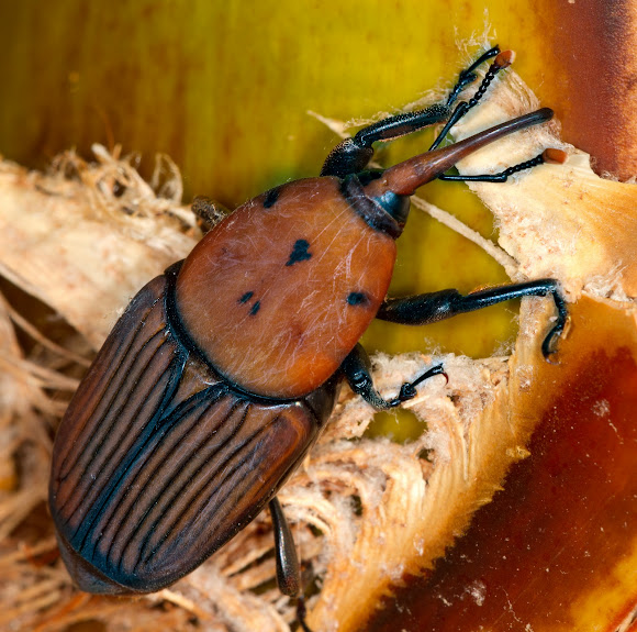 Red Palm Weevil Project Noah