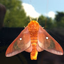 Orange-striped Oakworm Moth