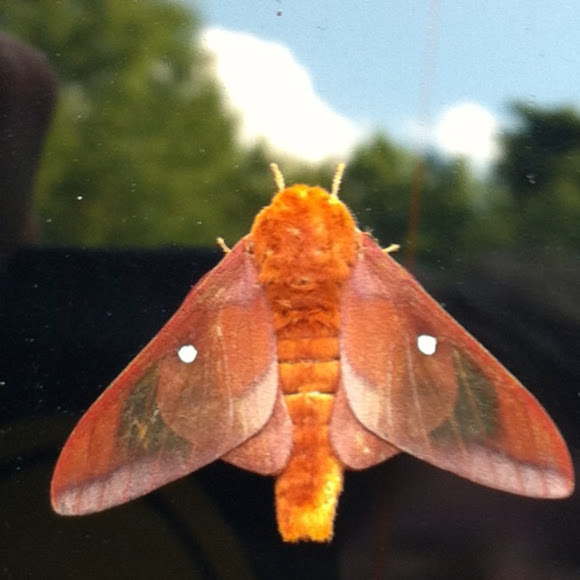 Orangestriped Oakworm Moth Project Noah