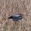 Purple Heron; Garza Imperial