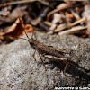 Common field Grasshopper