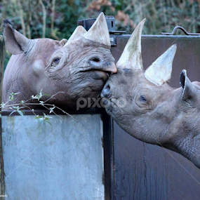 by Miriam Haas - Animals Other Mammals