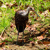 Limpkin