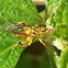 Golden Yellow Chalcid Wasp
