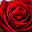 rose pictures v2 Download on Windows