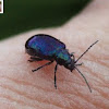Metalic Blue Flea Beetle (Altica pagana)