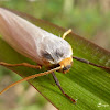 Arctiinae moth