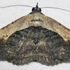 Pale-edged Selenisa Moth