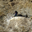 Pelagic cormorant