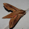 Mango Hawk Moth