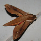 Mango Hawk Moth