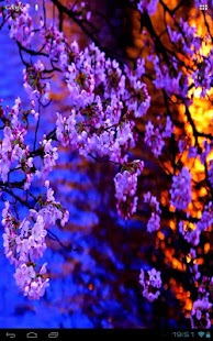 How to mod Evening Sakura at a Kyoto Pond 1.6.2 apk for android