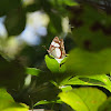 Common Red-ring Butterfly