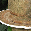 Artists bracket fungi