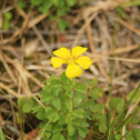 Price's Wood Sorrel