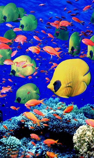 Aquarium Live Wallpapers