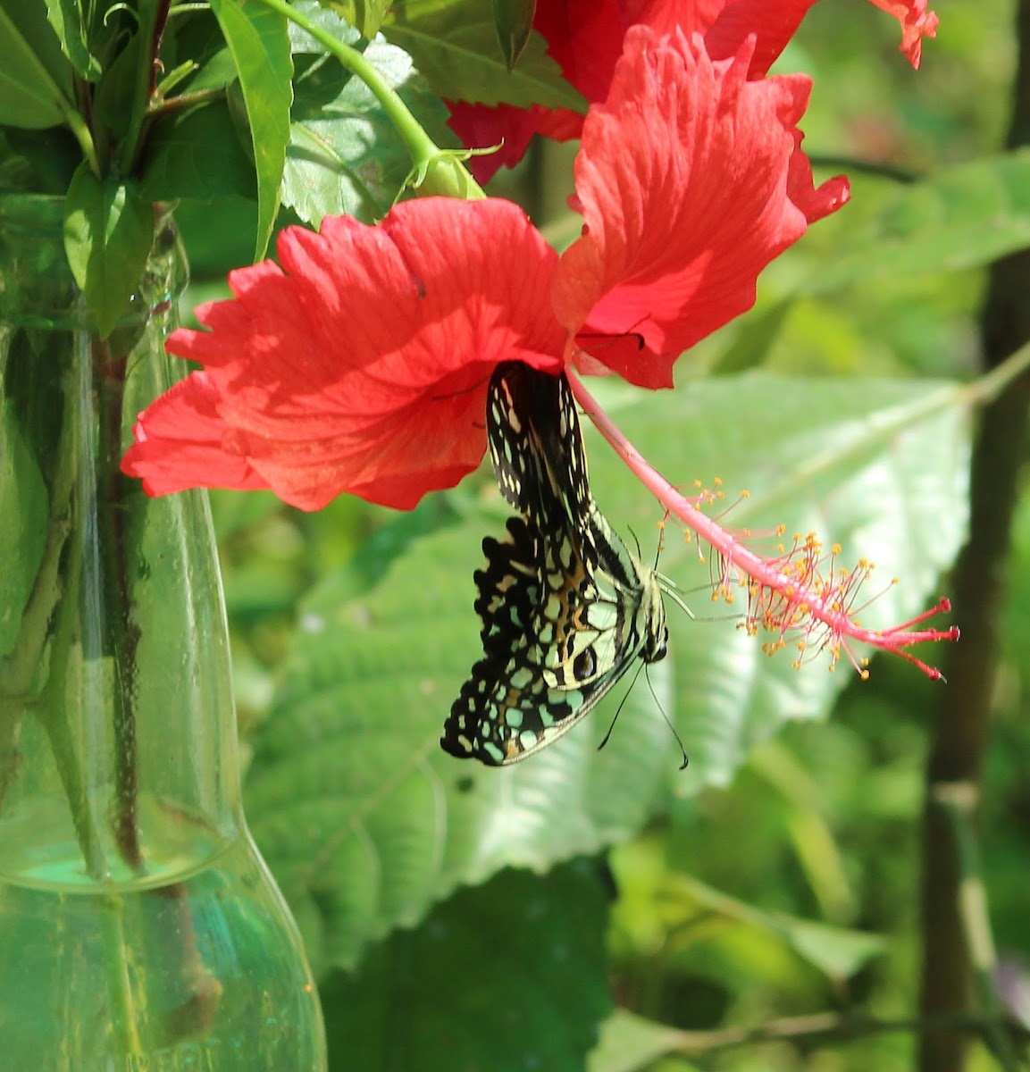 Common Lime Butterfly