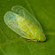 Grainy Planthoppers