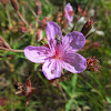 Sticky Purple Geranium