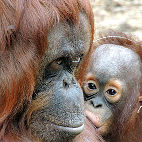 Motherly love by Kathryn Willett - Animals Other Mammals