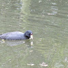 American Coot / Tingua de pico Amarillo