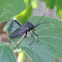 Leaf-footed Bug