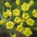 Fennel