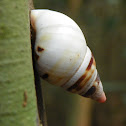 Everglades Tree Snail
