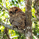 Coruja-listrada(Rusty-barred Owl)