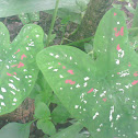caladium bicolor
