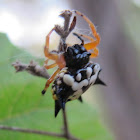 Christmas or Jewel spider